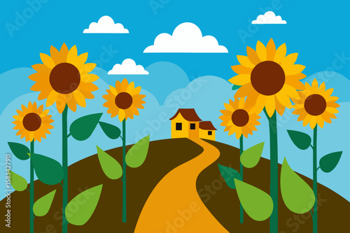 sunflower field in the summer