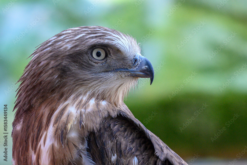 Fototapeta premium short-toed snake eagle