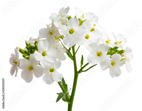 Cluster of White Wallflowers on Slender Stem, Side-Facing Cutout PNG