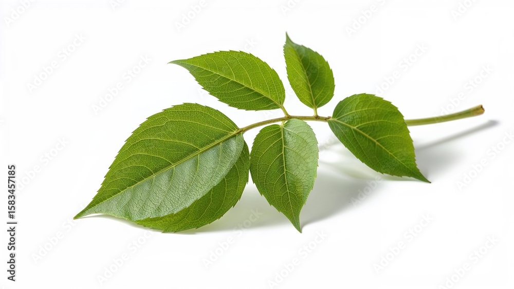 Fototapeta premium White background featuring Andrographis paniculata specimen