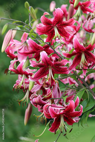 Tablou pe pânză Pink lily flowers in close up