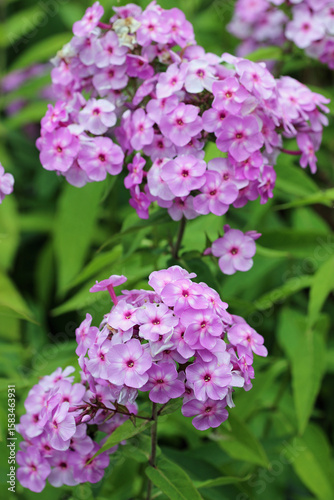 Pink phlox flower spike in close up