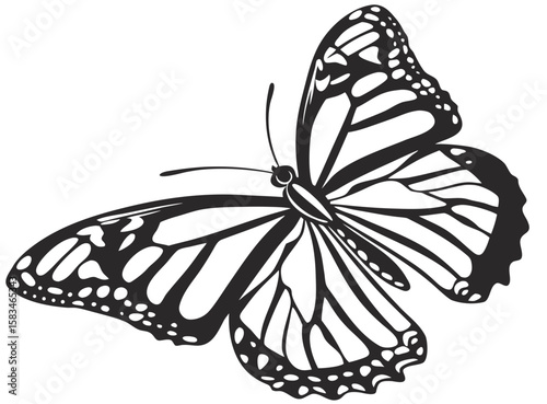 black and white butterfly