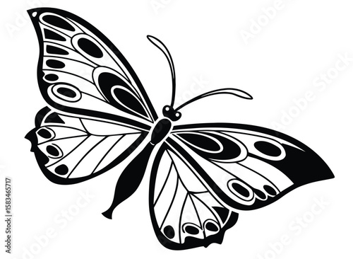 black and white butterfly