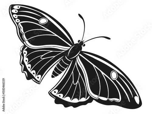 butterfly vector illustration