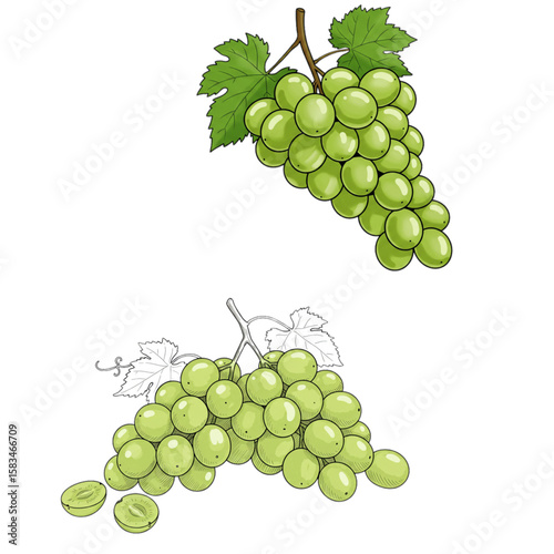 Delight in the charm of a grape drawing featuring shaded green bunches, perfect for natural food concepts and culinary designs.