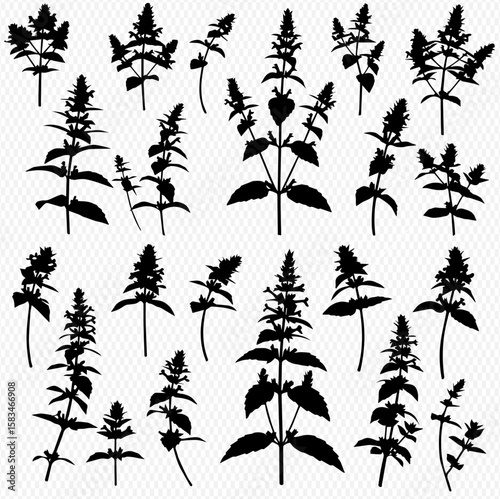 Collection of black silhouette illustrations of various flowering plant stems and leaves against a transparent background.