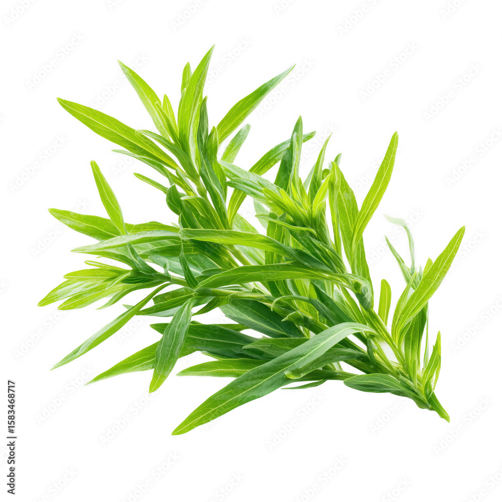 Fototapeta premium Fresh green tarragon herb isolated on transparent background for culinary and medicinal purposes
