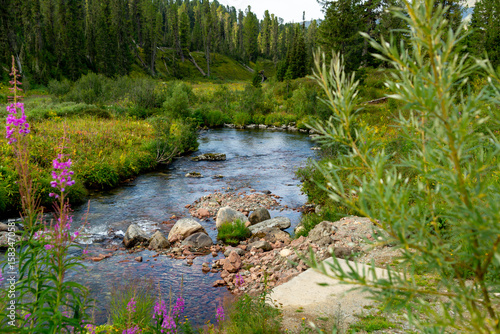 Mountain landscape. A mountain river among the taiga forest.  Ergaki Nature Park