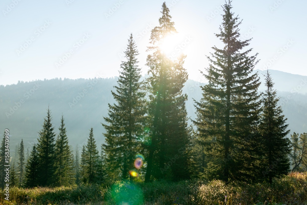 Obraz premium Mountain landscape. A mountain meadow overgrown with fir trees at sunrise. Ergaki Nature Park