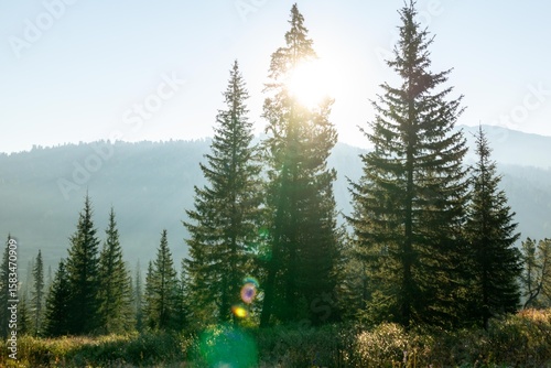 Mountain landscape. A mountain meadow overgrown with fir trees at sunrise. Ergaki Nature Park