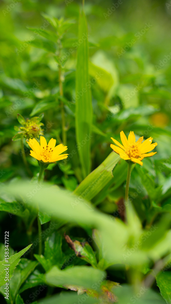 Pair of yellow daisies in wild grass Pair of yellow daisies in wild grass