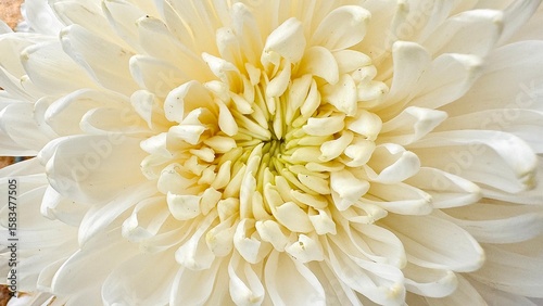 White Chrysanthemum Flower – Close-up of Blooming Petals in Full Frame