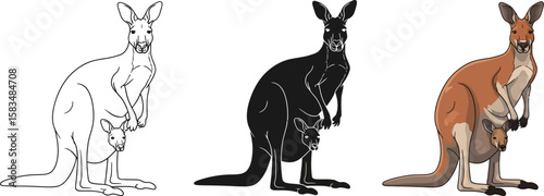 Three kangaroo styles line art silhouette and color with joey in pouch