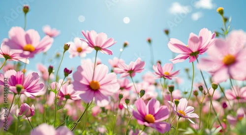 Delicate Pink Cosmos Flowers Blooming Gently In A Sunny Field