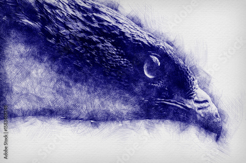 European honey buzzard portrait enhanced