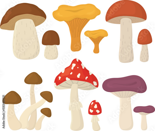 Set of autumn mushrooms isolated on white background. Collection with forest different mushrooms