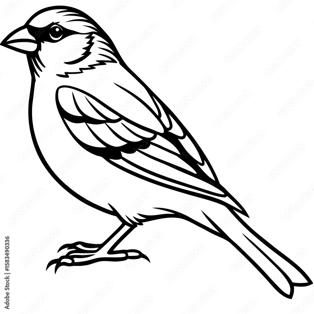 Obraz premium Finch line art vector