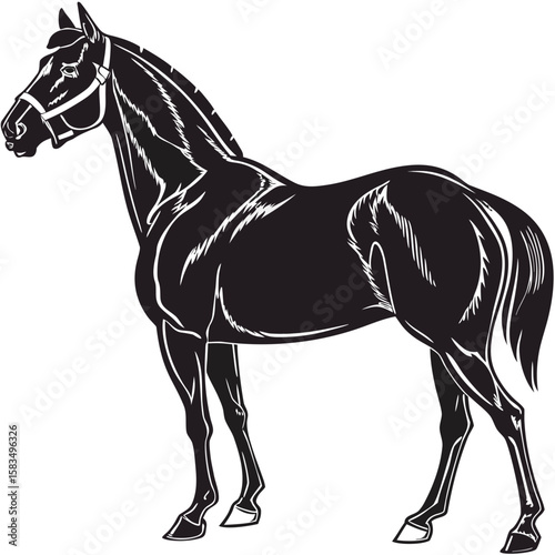 Black horse vector on transparent background,silhoutee
