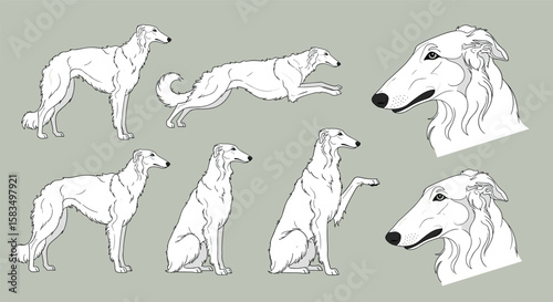 Elegant sighthounds posed and in motion detailed illustrations