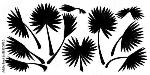 vector black palm leaves set. Clip art isolated on transparent background.