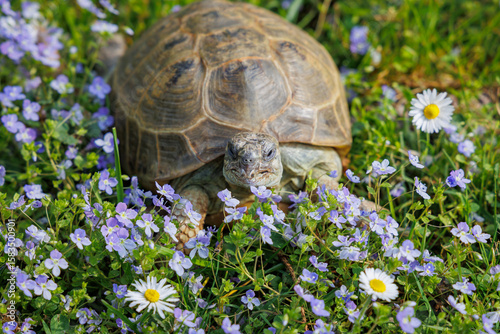 Turtle exploring a flower-filled garden during a sunny spring day