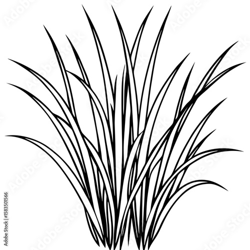 Fine Fescue line art vector