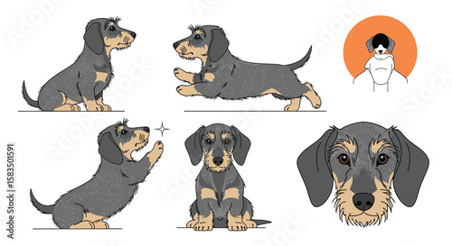 Charming dachshund poses for dog lovers and pet enthusiasts