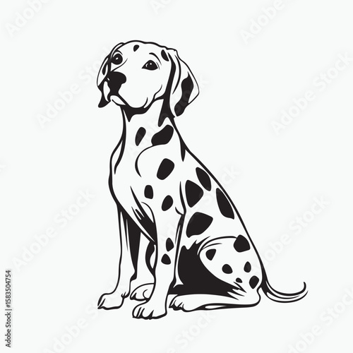 dalmatian puppy on white