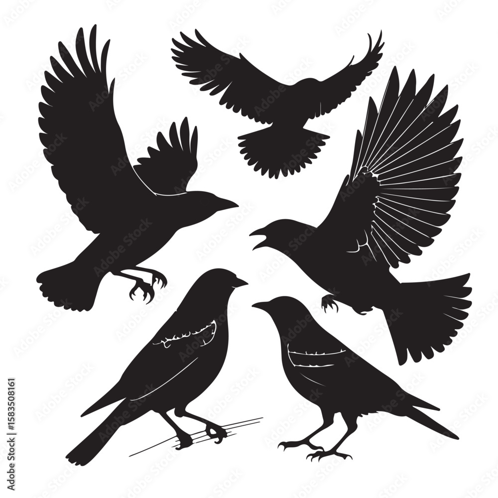 Obraz premium Set of black bird silhouettes. Vector elements for design.