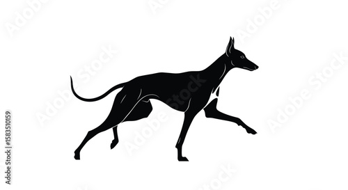 Elegant greyhound silhouette captured in dynamic motion on a pure white background