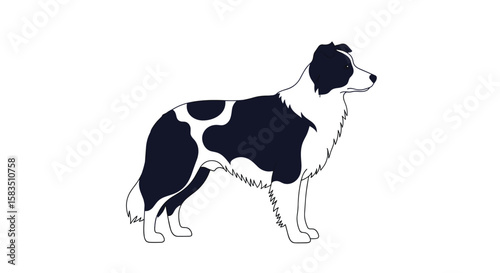 Agile border collie dog breed intelligent working companion graceful athletic canine companion