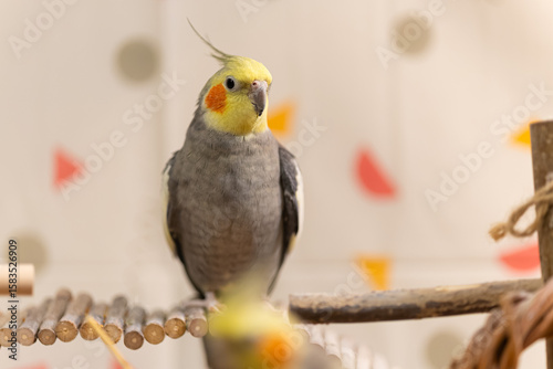 Beautiful photo of a bird. Ornithology.Funny parrot.Cockatiel parrot.
Home pet yellow bird.Beautiful feathers.Love for animals.Cute cockatiel.Home pet parrot.A bird with a crest.Natural color.
memes.