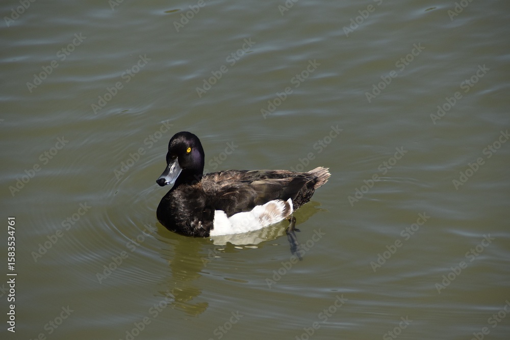 Obraz premium A male tufted duck is swimming in water in sunny summer day.