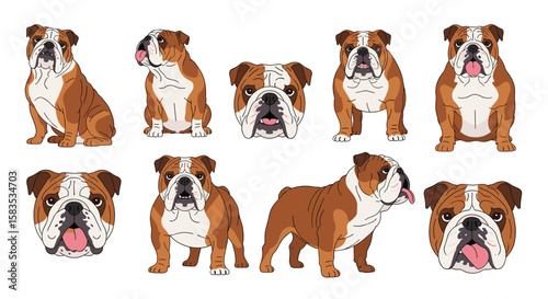 Collection of adorable english bulldog poses and expressions for design projects