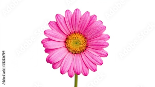 Extreme close view of a pink daisy showcasing yellow stamens