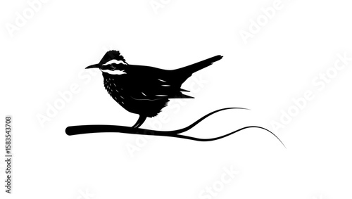 Dark-bellied Cinclodes bird, black isolated silhouette