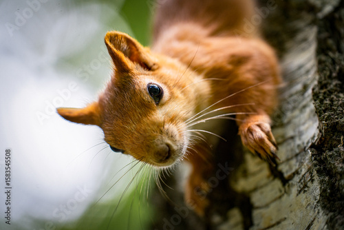 Red squirrel on a tree in close-up