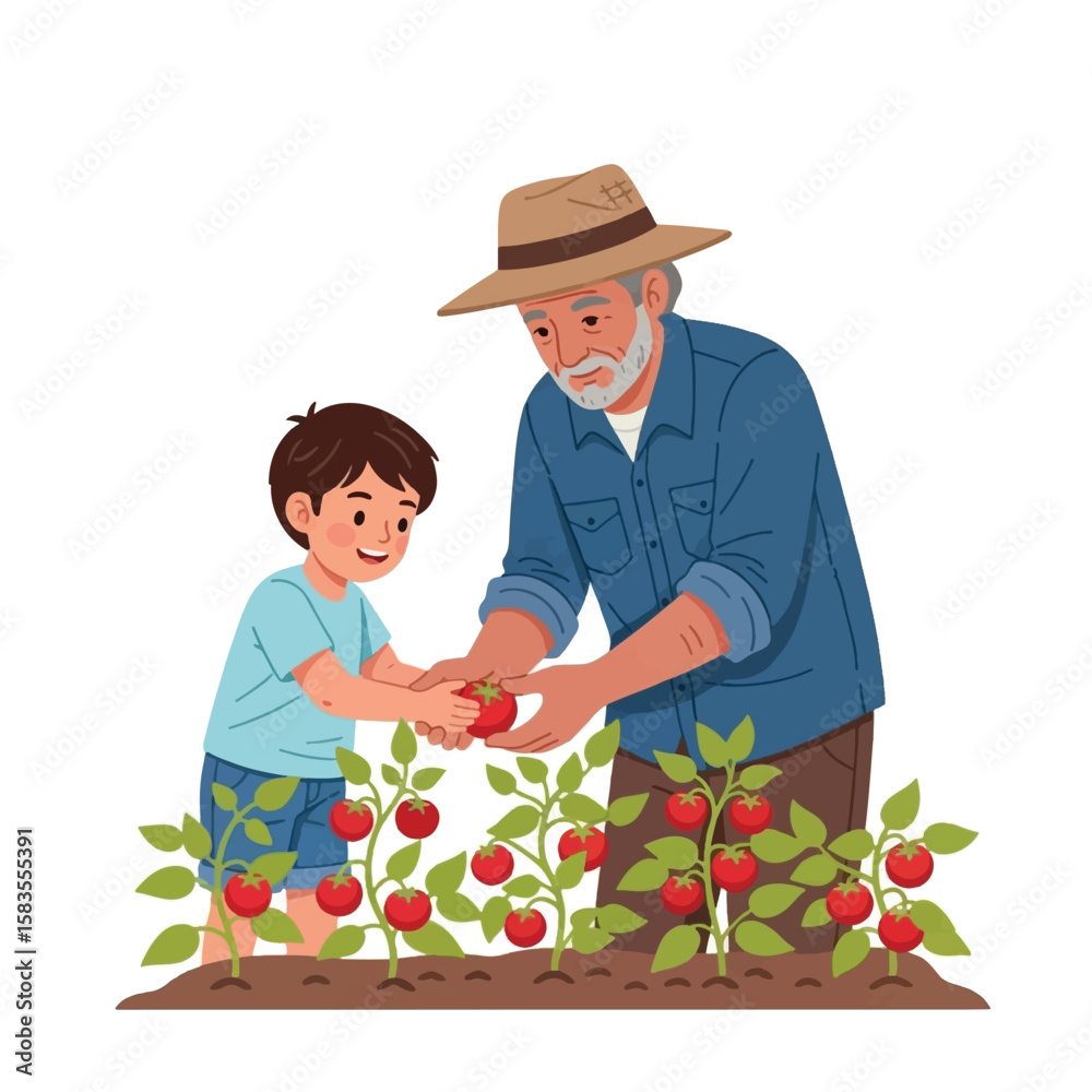 A grandfather and grandson harvest ripe tomatoes from a garden together. A grandfather and grandson harvest ripe tomatoes from a garden together.