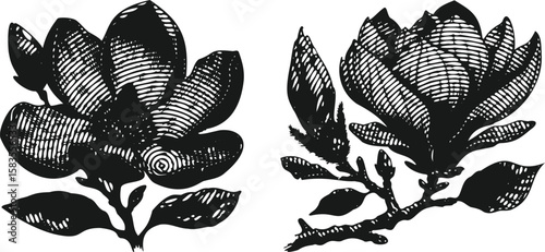  Monochrome Lined Engraving Vector Bundle of Magnolia Flower Illustration | Hand Drawn Botanical Floral Template | Vintage Style Bloom Design for Wall Art, Canvas, Print, Decor