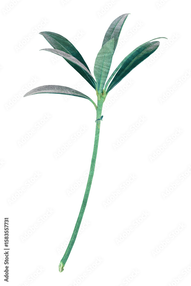 Obraz premium Leaf branch png sticker, transparent background