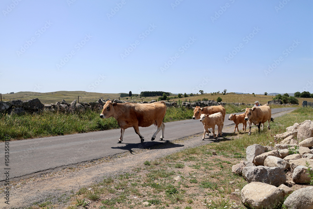 Obraz premium Famille de bovidés en marche
