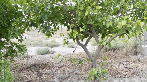trees in the field