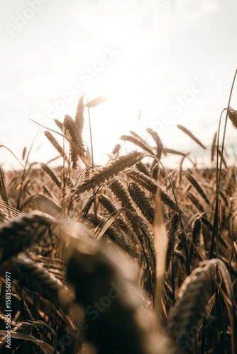 Kornfeld am Abend