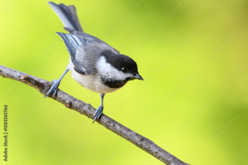 Naklejka premium Carolina Chickadee