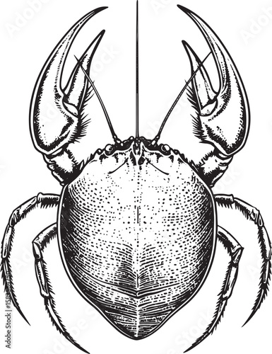 Xiphosura horseshoe crab sketch engraving vector illustration. T-shirt apparel print design. Scratch board imitation. Black and white hand drawn image.