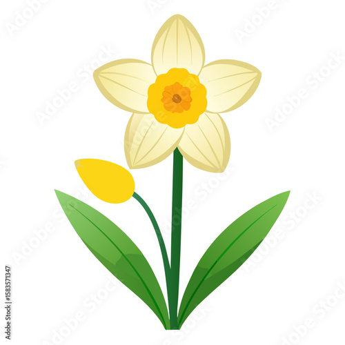 daffodil flower isolated on white