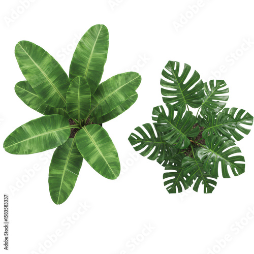 Ultra-realistic top-down view of vibrant emerald green Musa banana plant with white veins and deep forest green Monstera-like plant on transparent background, concept of modern interior design and