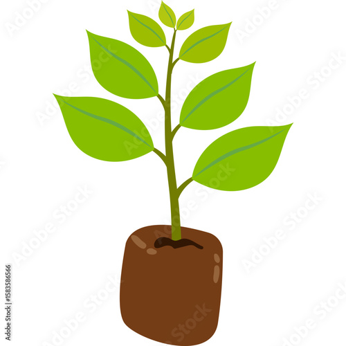 Tree Sapling in Soil Bag