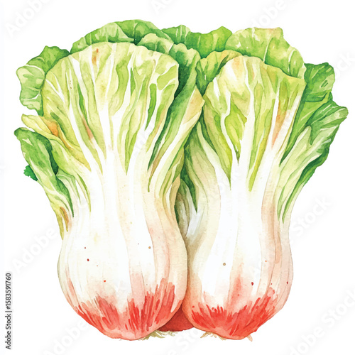 Watercolor Depiction of Two Fresh Napa Cabbage Heads with Vibrant Colors